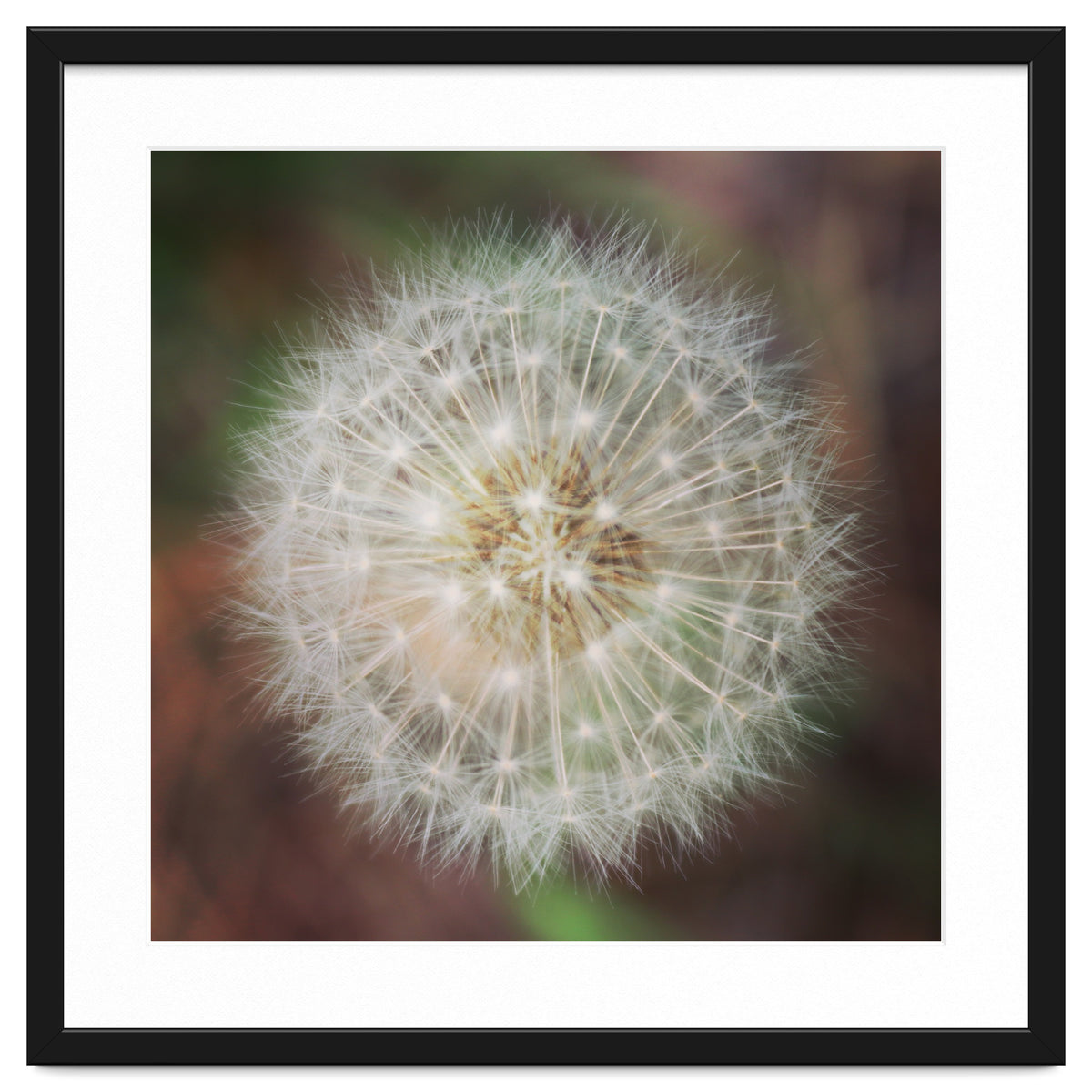 dandelion clock