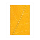 Autumn Leaf (Print Only) thumbnail