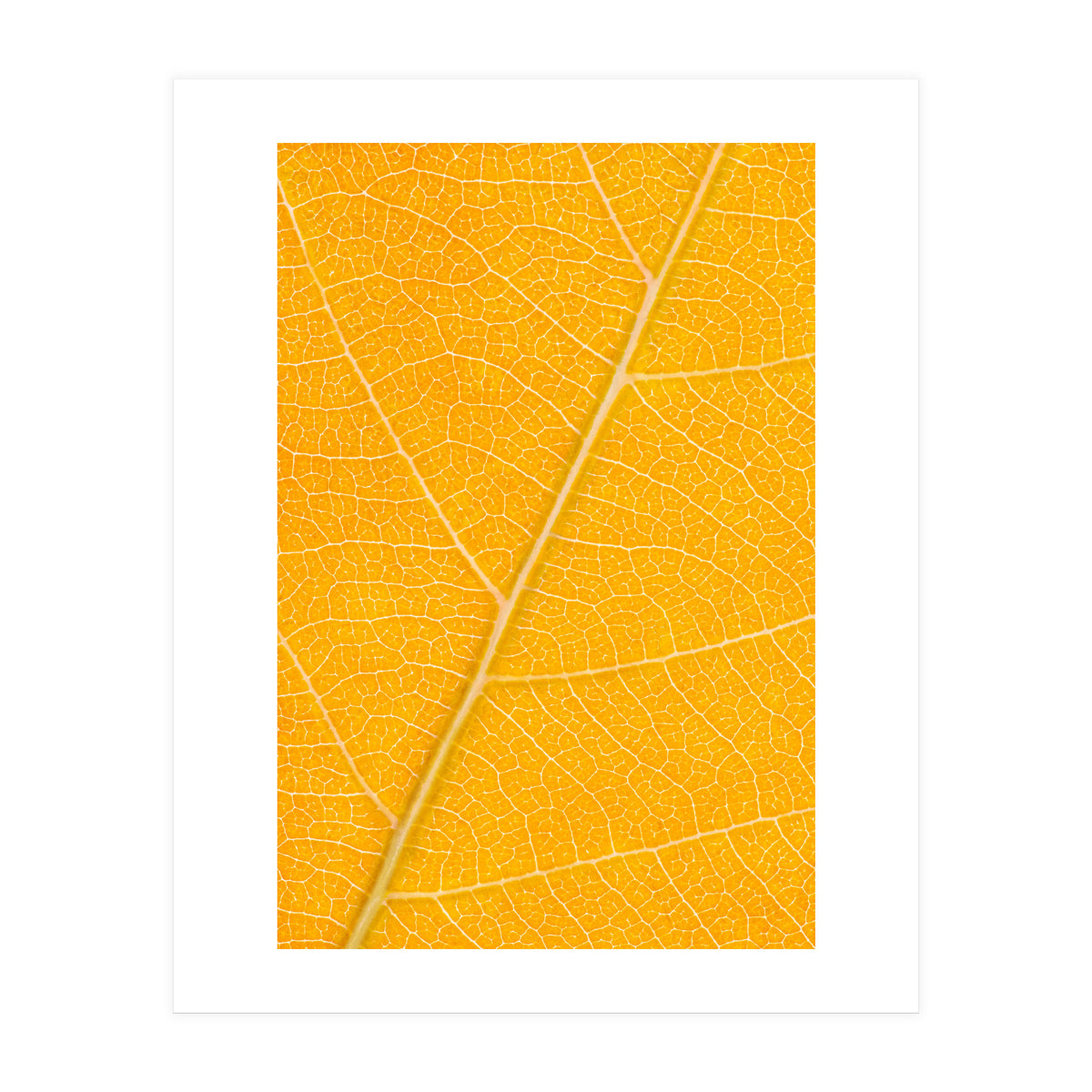 Autumn Leaf (Print Only)