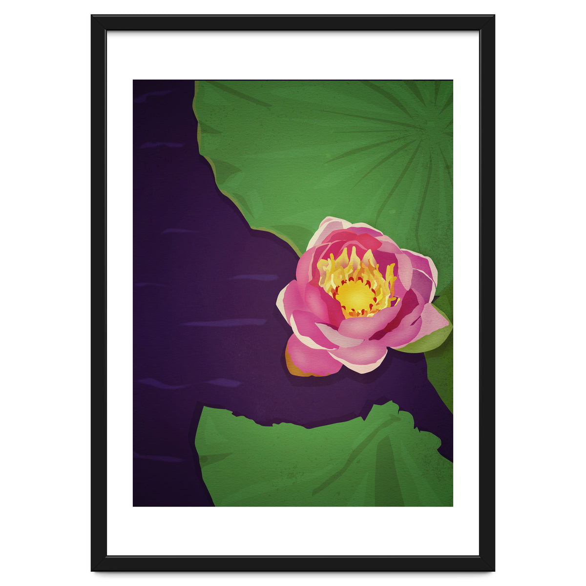 Water lily