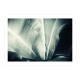 botanical 1 (Print Only) thumbnail