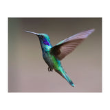 Hummingbird flying (Print Only) thumbnail