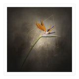 Graceful flower - Strelitzia | vintage style  (Print Only) thumbnail
