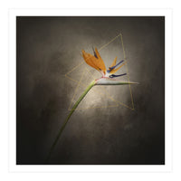 Graceful flower - Strelitzia | vintage style  (Print Only)
