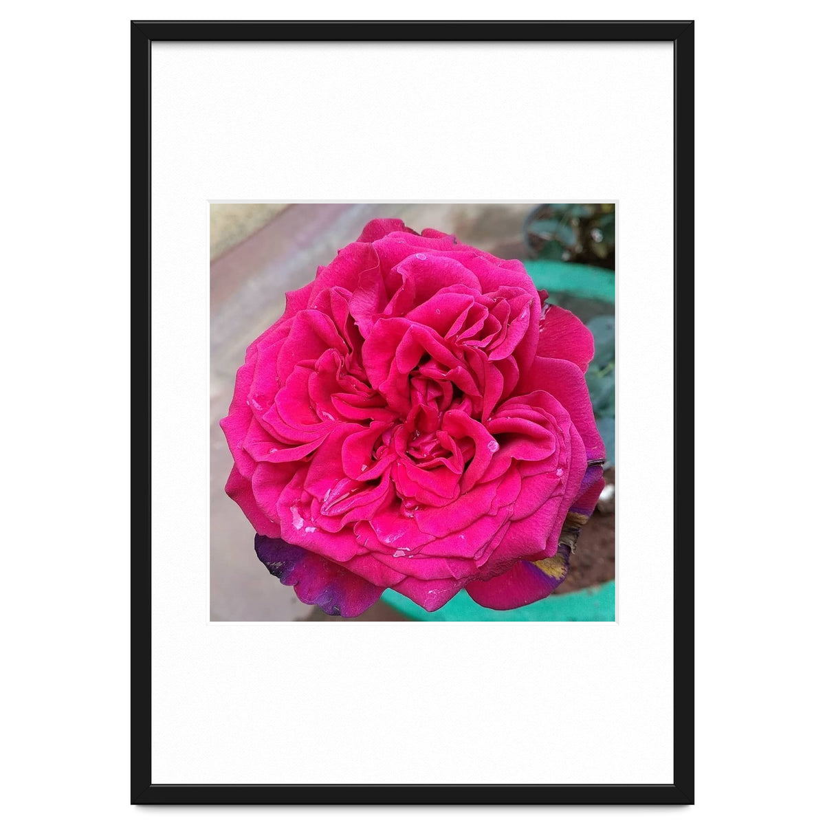 Beautiful Fragrant Rose