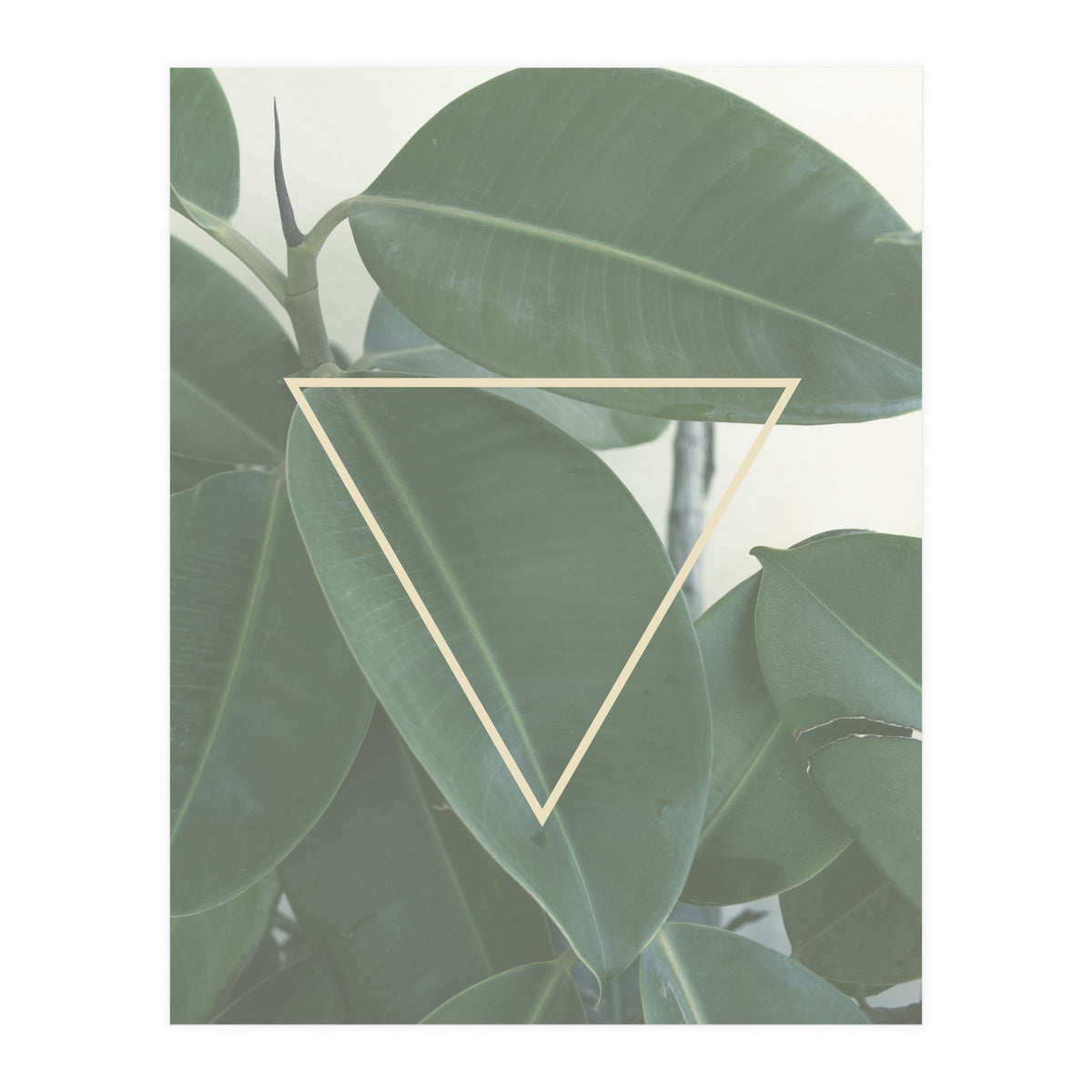 ficus triangle (Print Only)