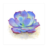Blue Echeveria Succulent (Print Only) thumbnail
