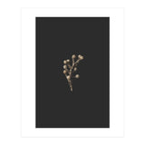 Gold Drops Botanicals (Print Only) thumbnail