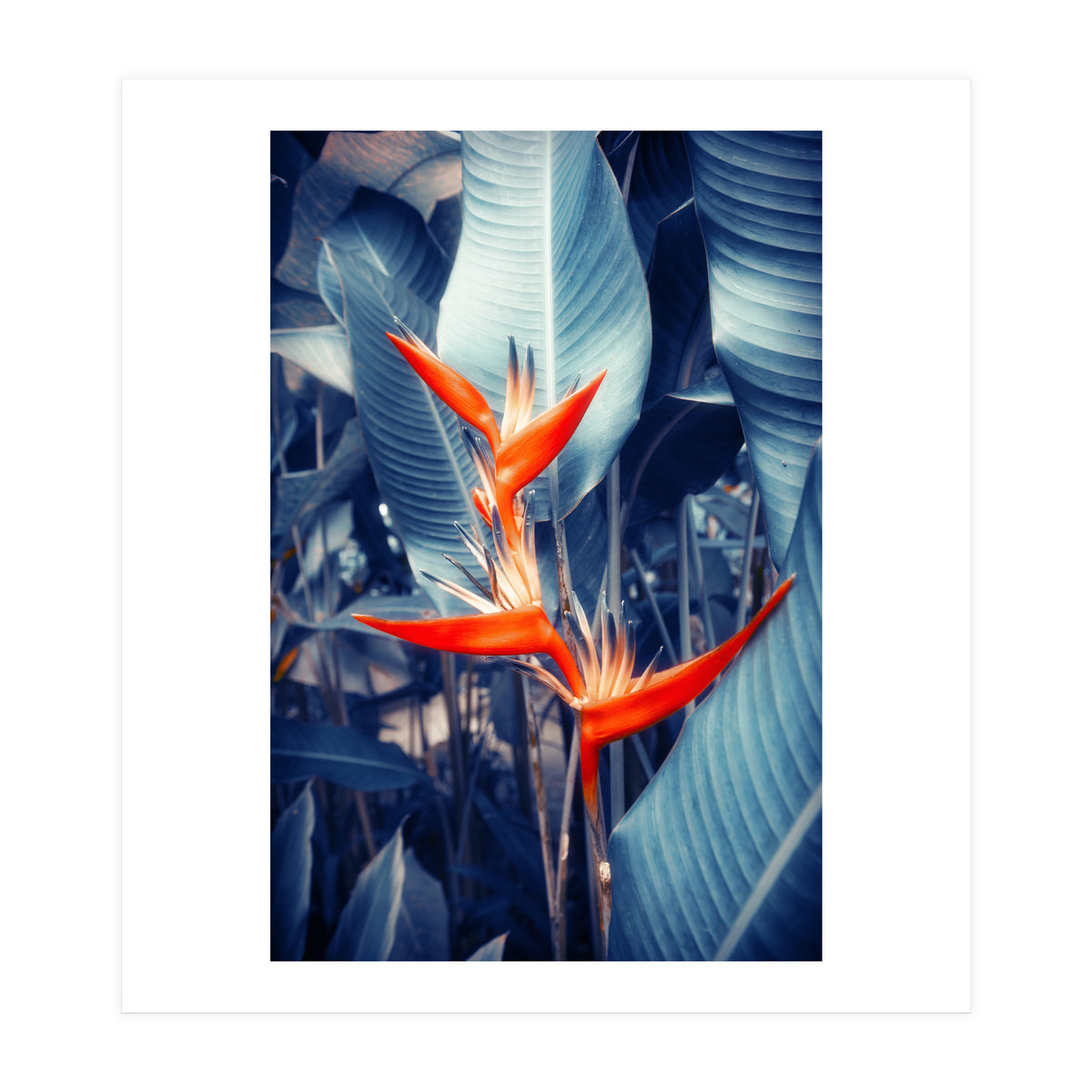 Parakeet Tropical Flower (Print Only)