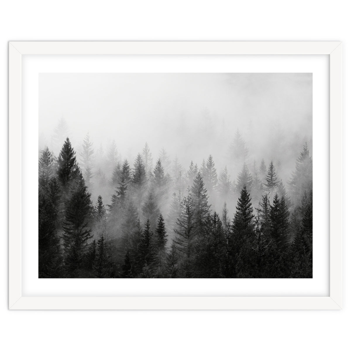Black and White Forest