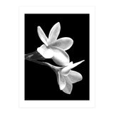 Black and White Flowers  (Print Only) thumbnail