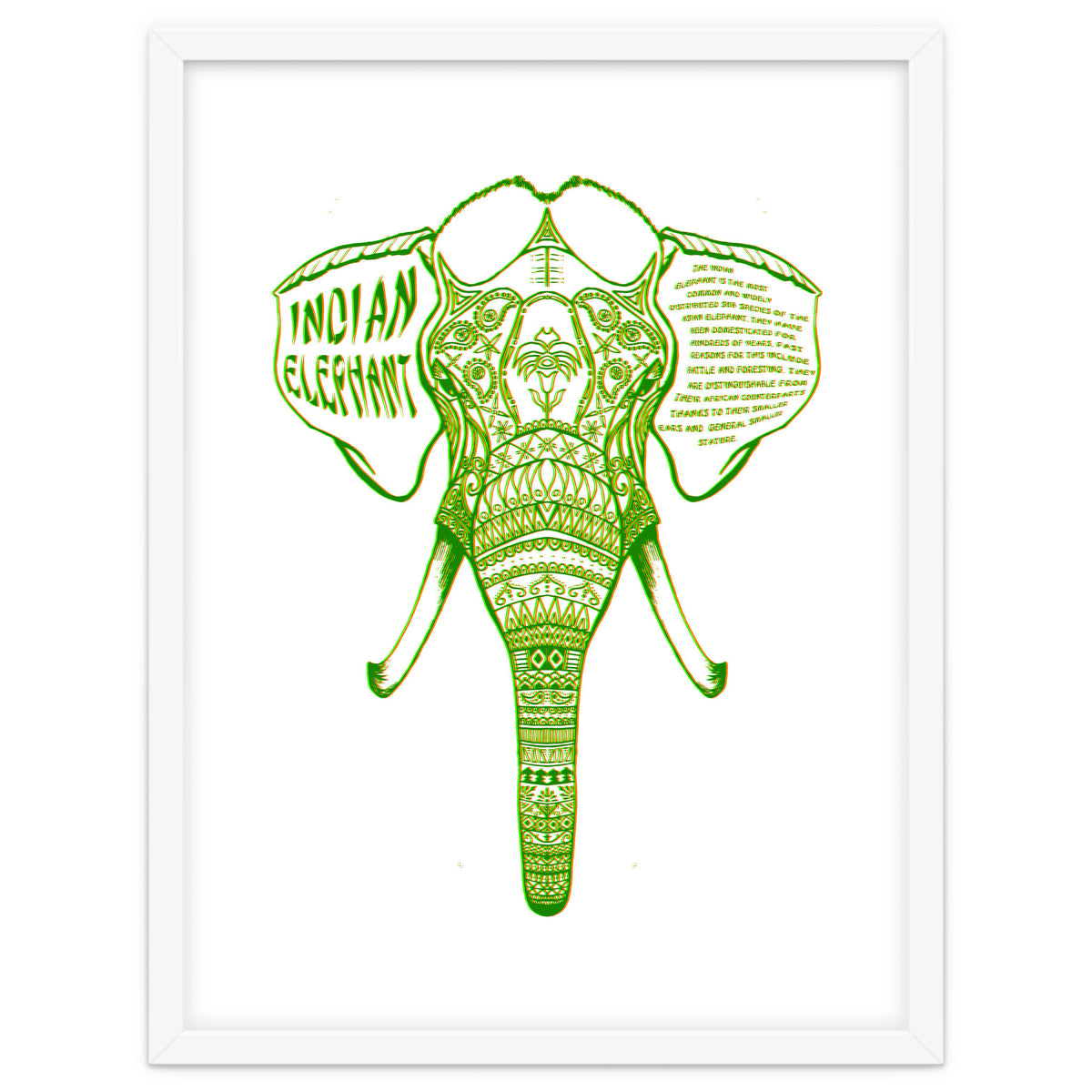 Indian Elephant