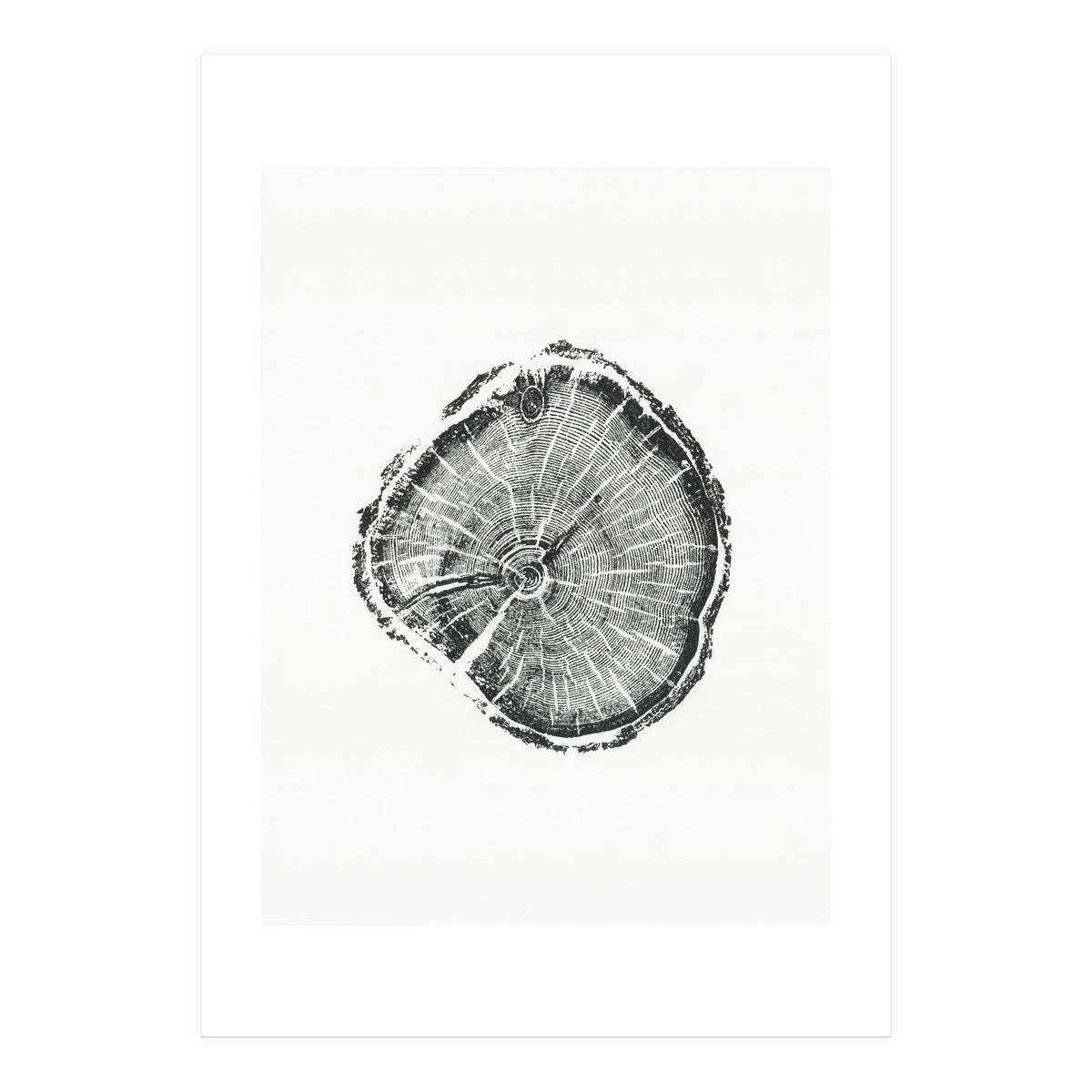 Tree Ring Print, Albion Basin, Utah, Pine Tree Print (Print Only)