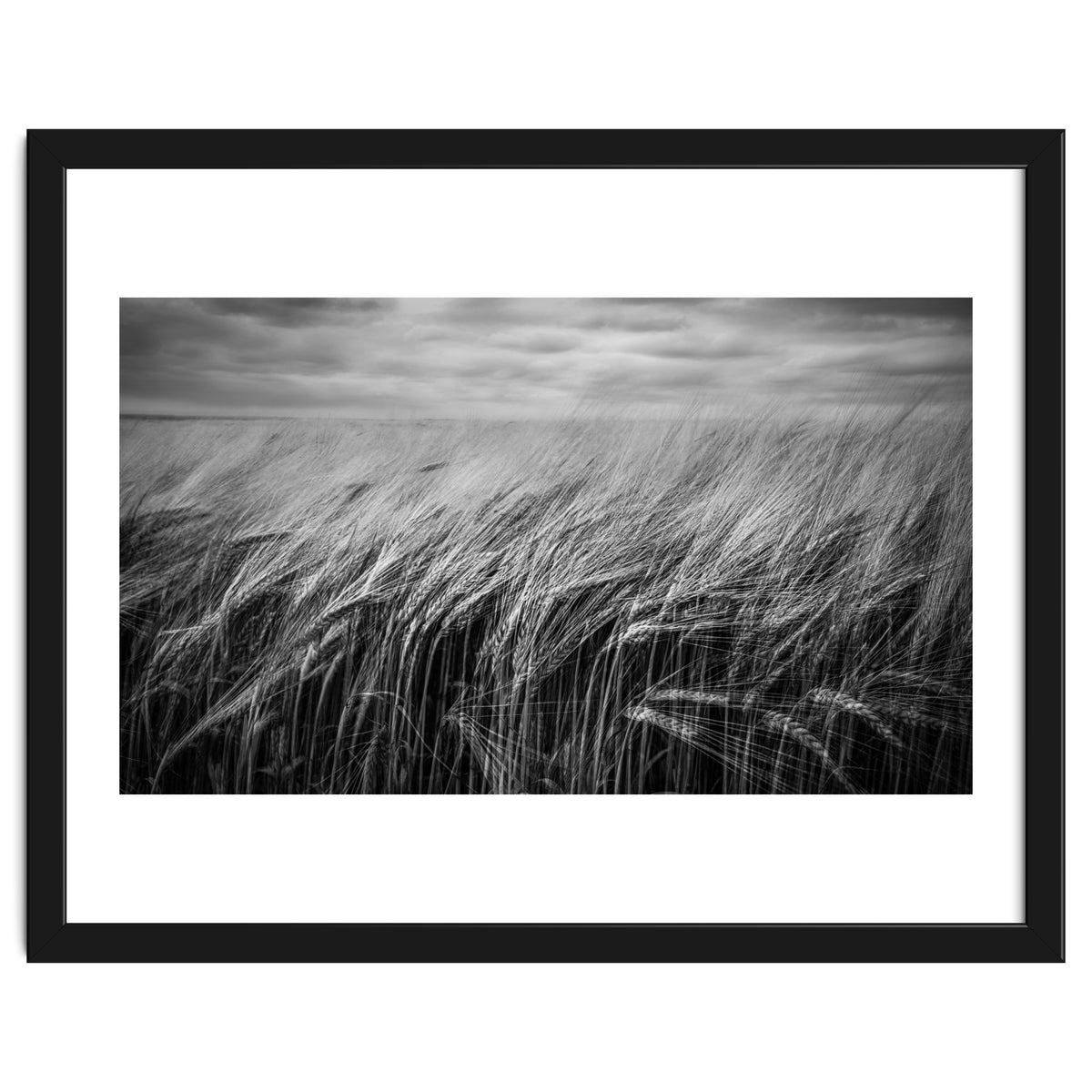 Moody Barley Field