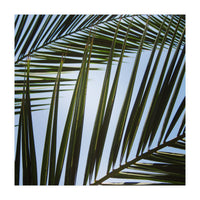 palm fronds (Print Only)