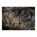 Burlwood pattern in tree  (Print Only) thumbnail