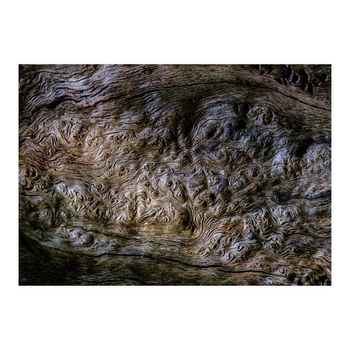 Burlwood pattern in tree  (Print Only)