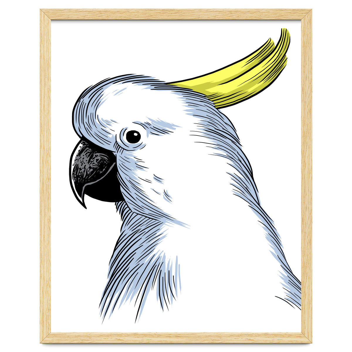 Skecth Macaw