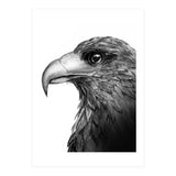 Harris's Hawk (Print Only) thumbnail