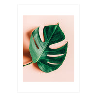 Monstera Shadow (Print Only)