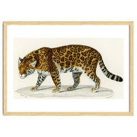 Jaguar (Panthera Onca) illustrated