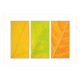 Autumn Leaves (Print Only) thumbnail