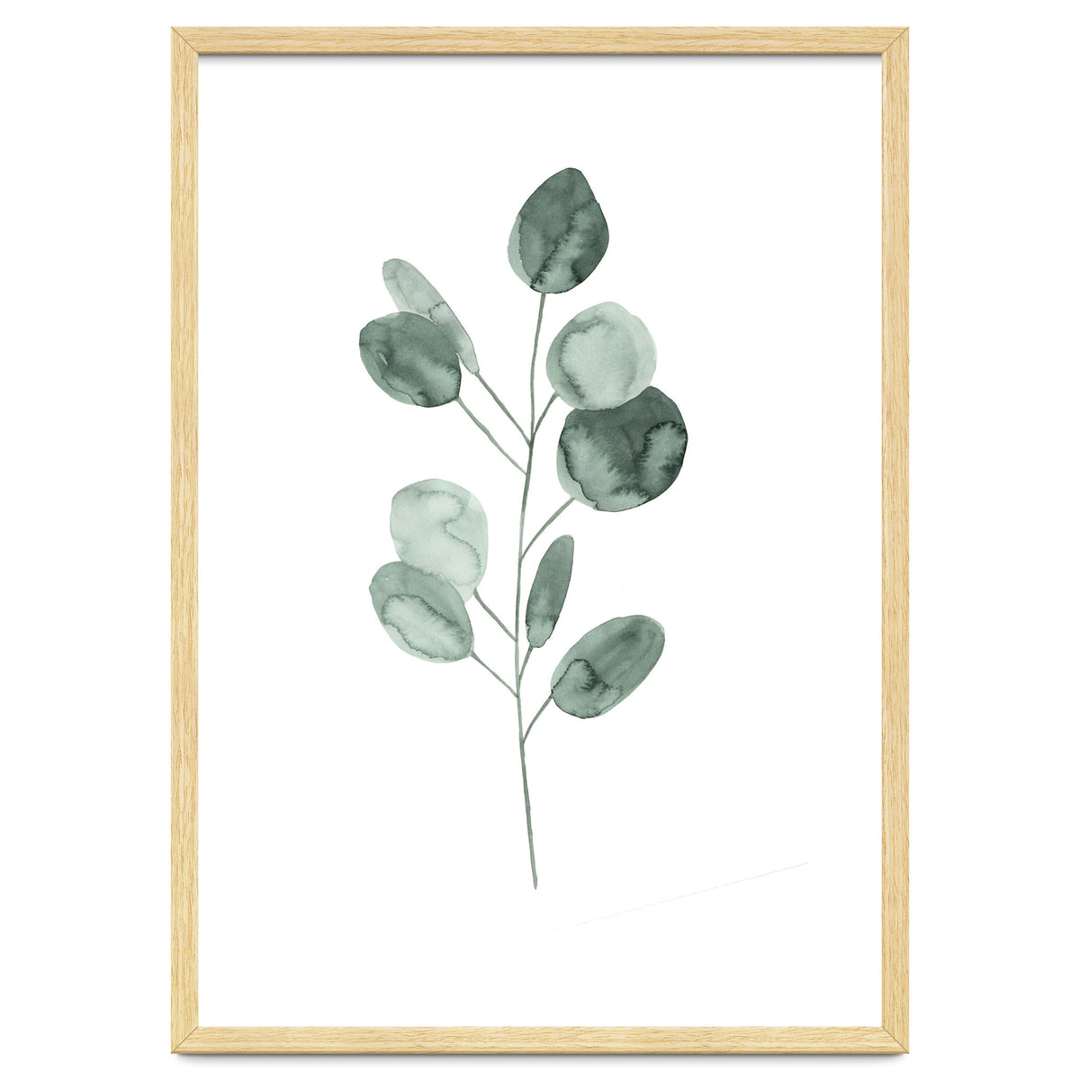 Botanical Illustration Eukalyptus2