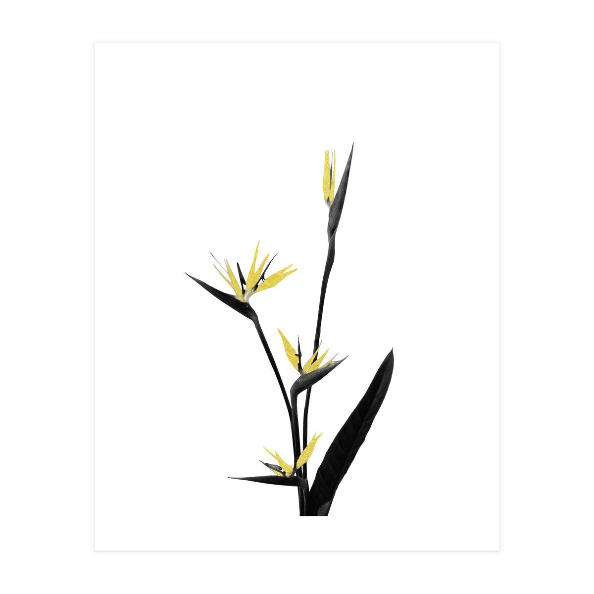 Flower Minimal Black And Gold 05 (Print Only)