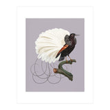Vintage Bird Prints (Print Only) thumbnail