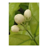 Jasmine Fragrance (Print Only) thumbnail