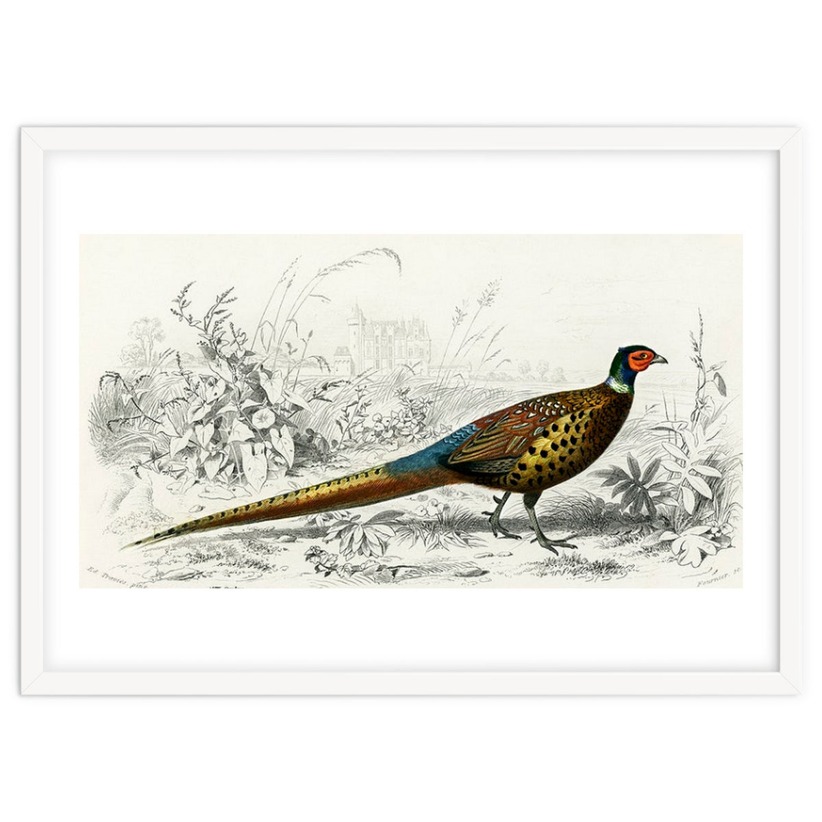 Ring-neckrd pheasant illustrated