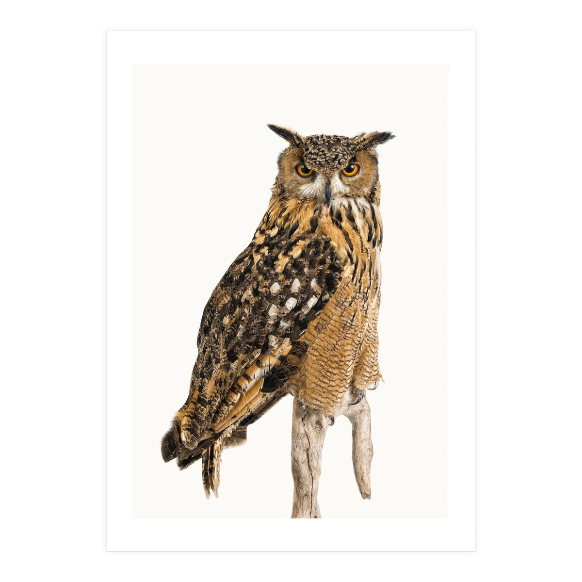 Cc Birds 11 (Print Only)