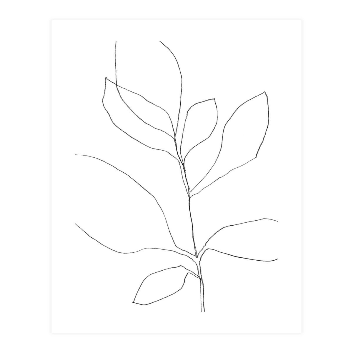 Seven Leaf Plant (Print Only)