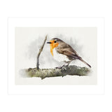 Robin (Print Only) thumbnail