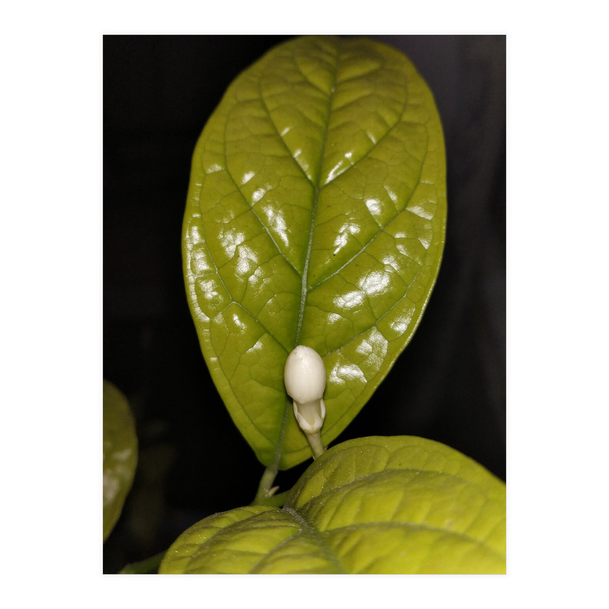 Jasmine Flower Fragrance (Print Only)