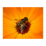 Bee Kinder (Print Only) thumbnail