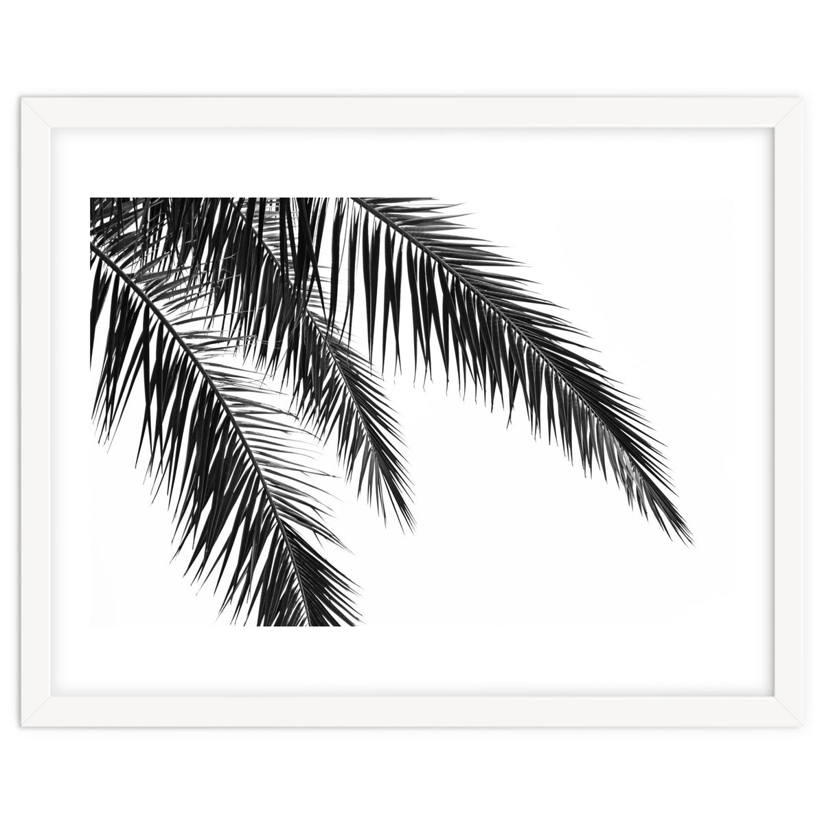 Palm Leaves