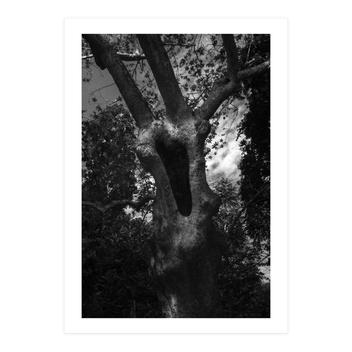 Into the Hole (Print Only)