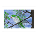 Quaker parrot (Print Only) thumbnail