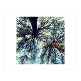 Ataraxia - Tree Series 3 (Print Only) thumbnail