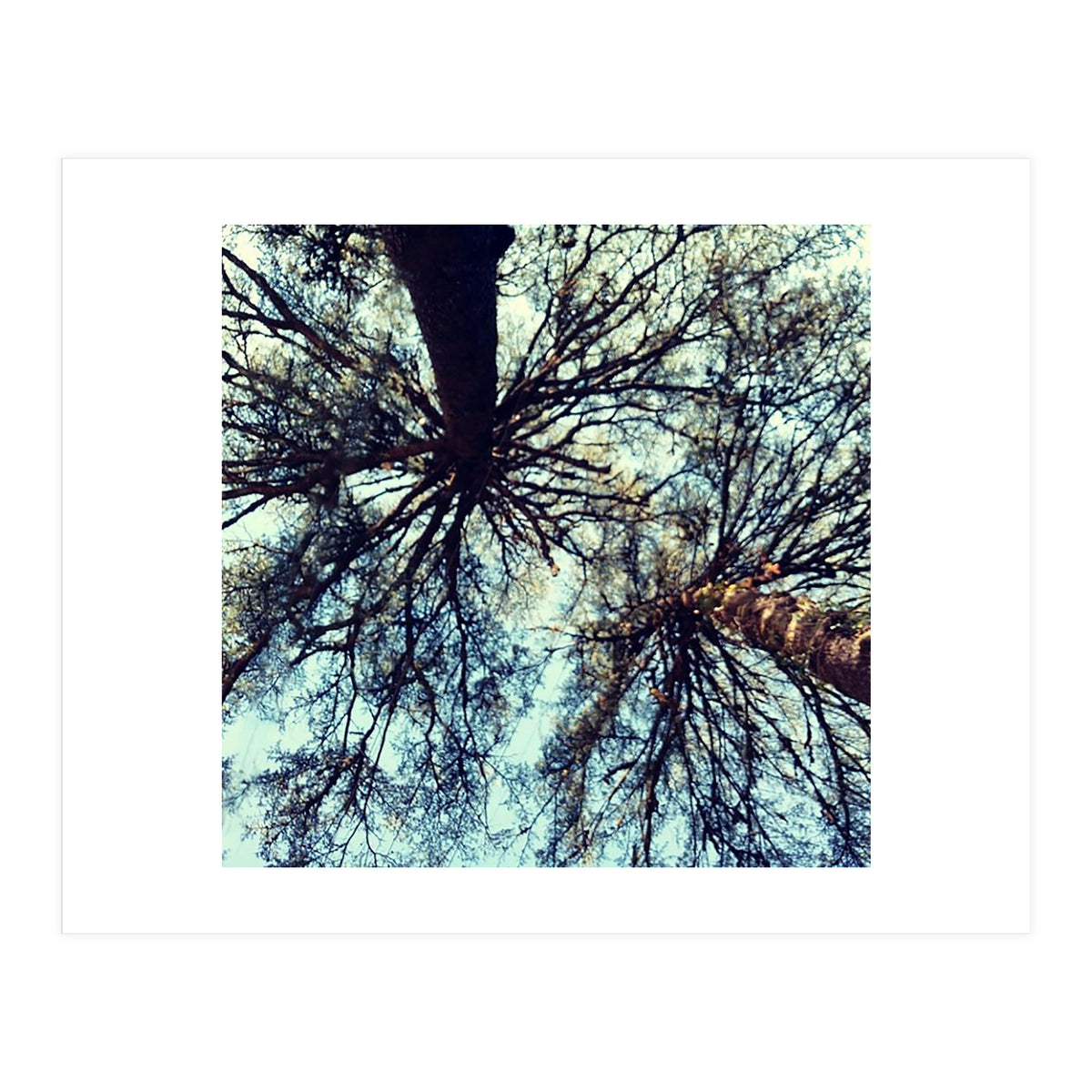 Ataraxia - Tree Series 3 (Print Only)