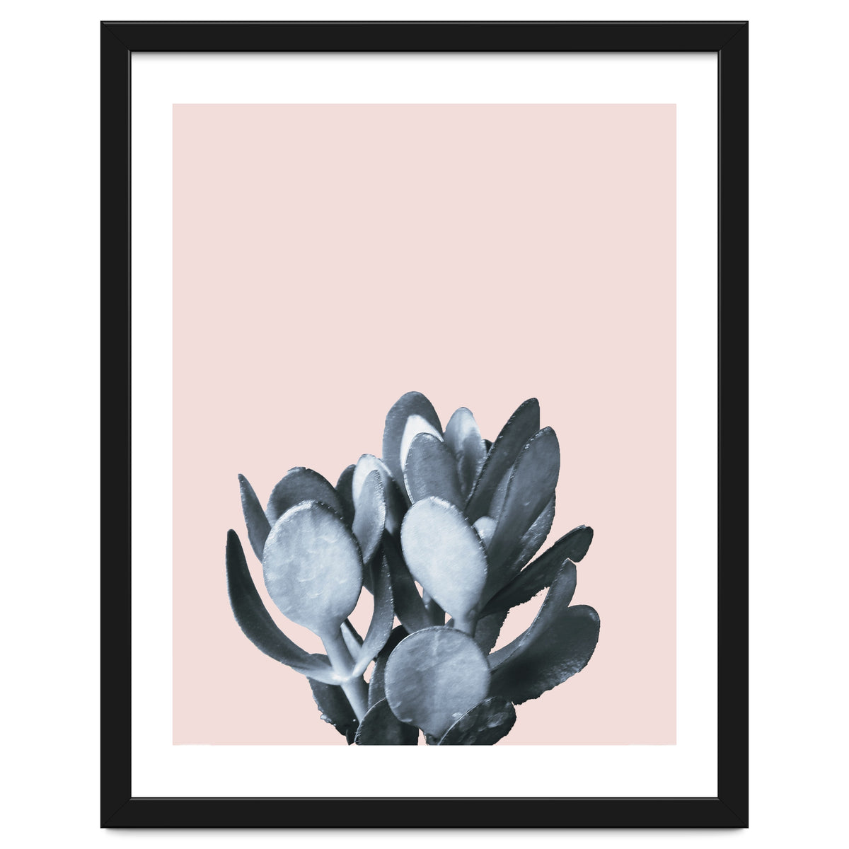 Cactus collection BL-II