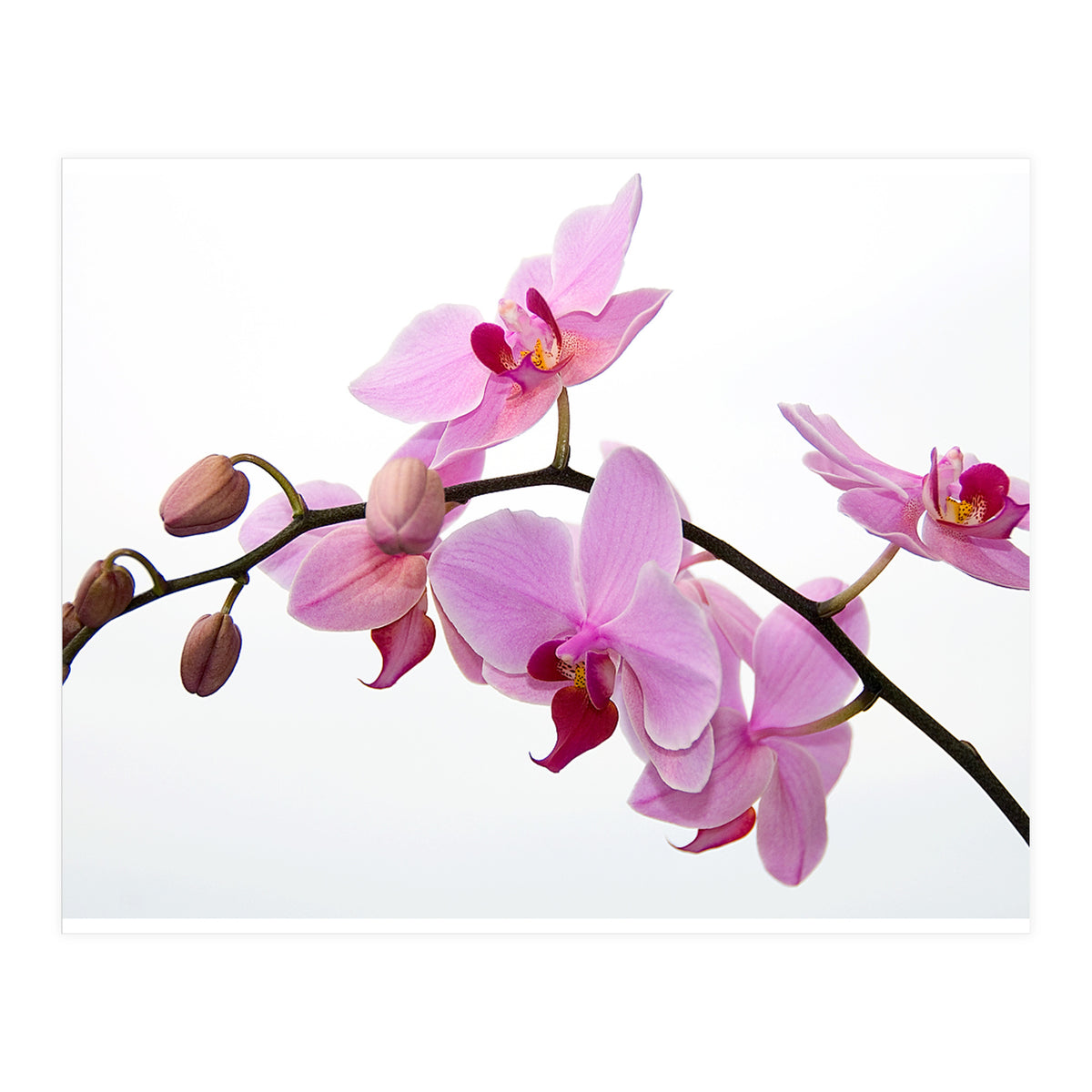 Orchidee (Print Only)