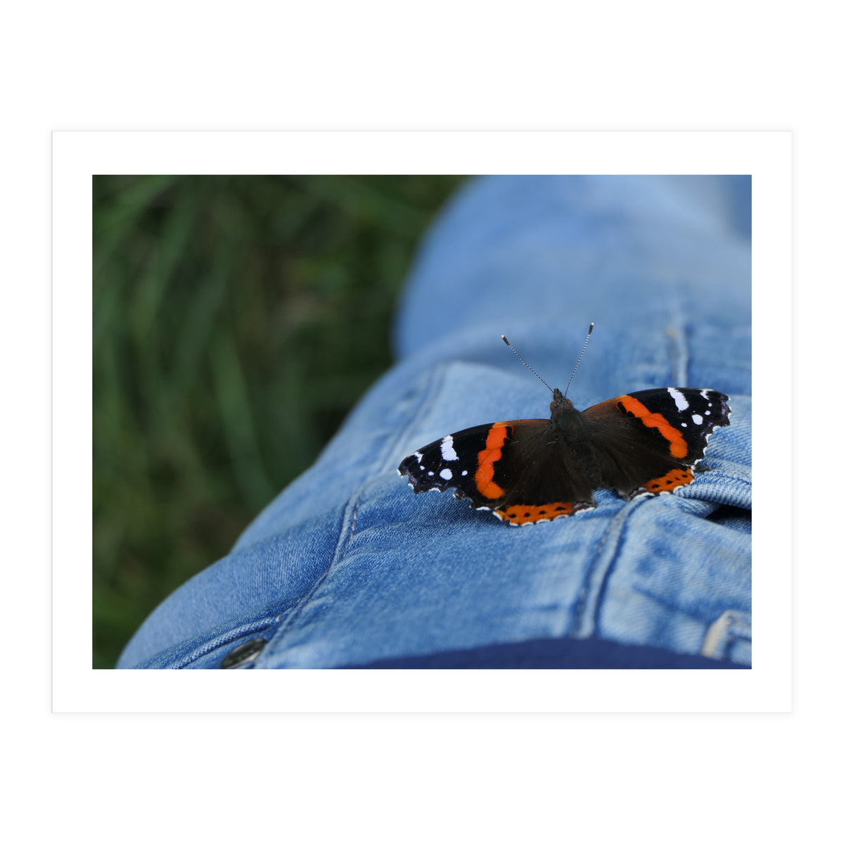 Friendly Butterfly (Print Only)