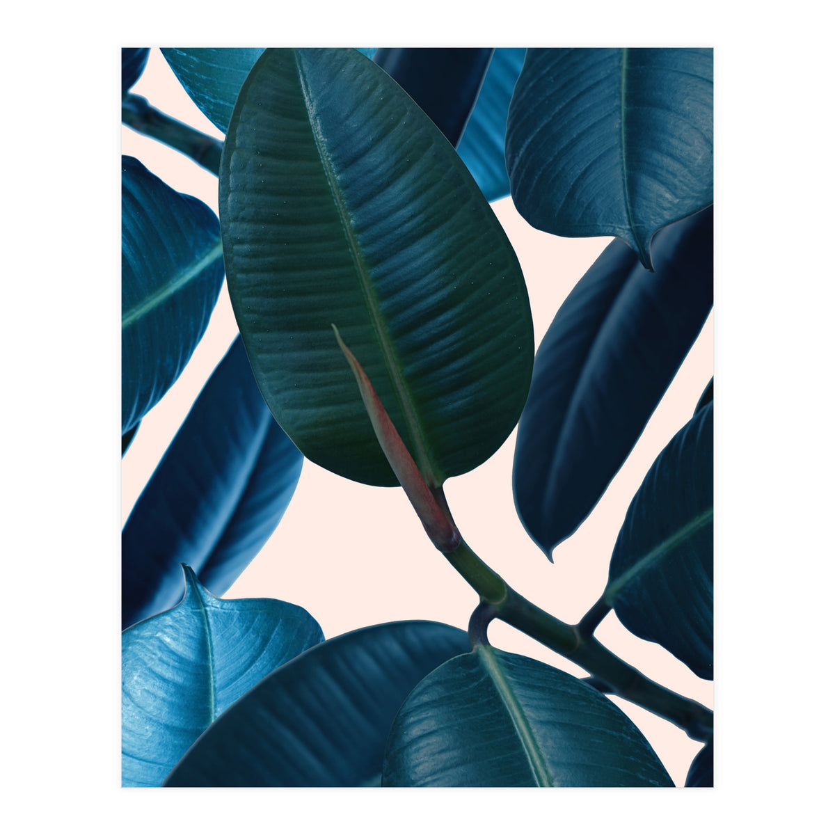 Ficus Elastica 2 (Print Only)