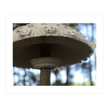 Shelter In The Woods (Print Only) thumbnail