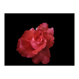 Coral Rose (Print Only) thumbnail