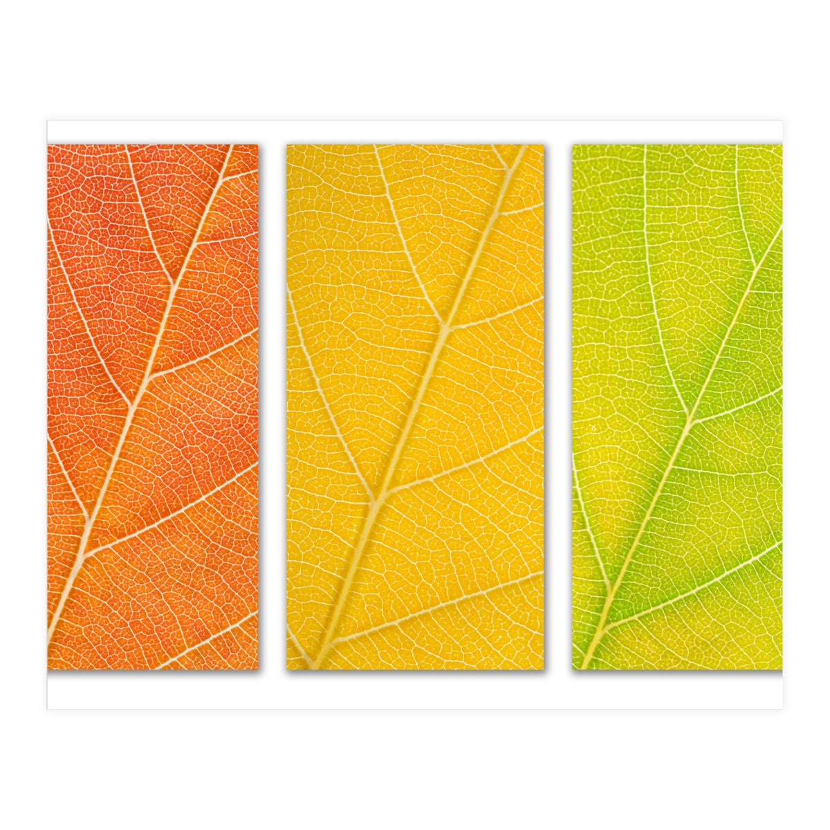 Autumn Leaves (Print Only)