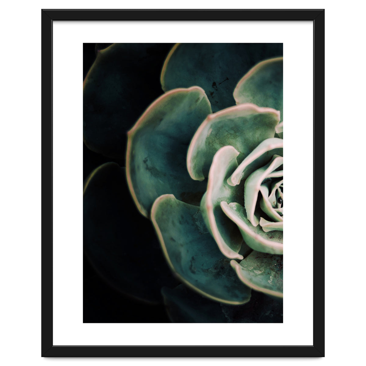 Darkside Of Succulents 4-E