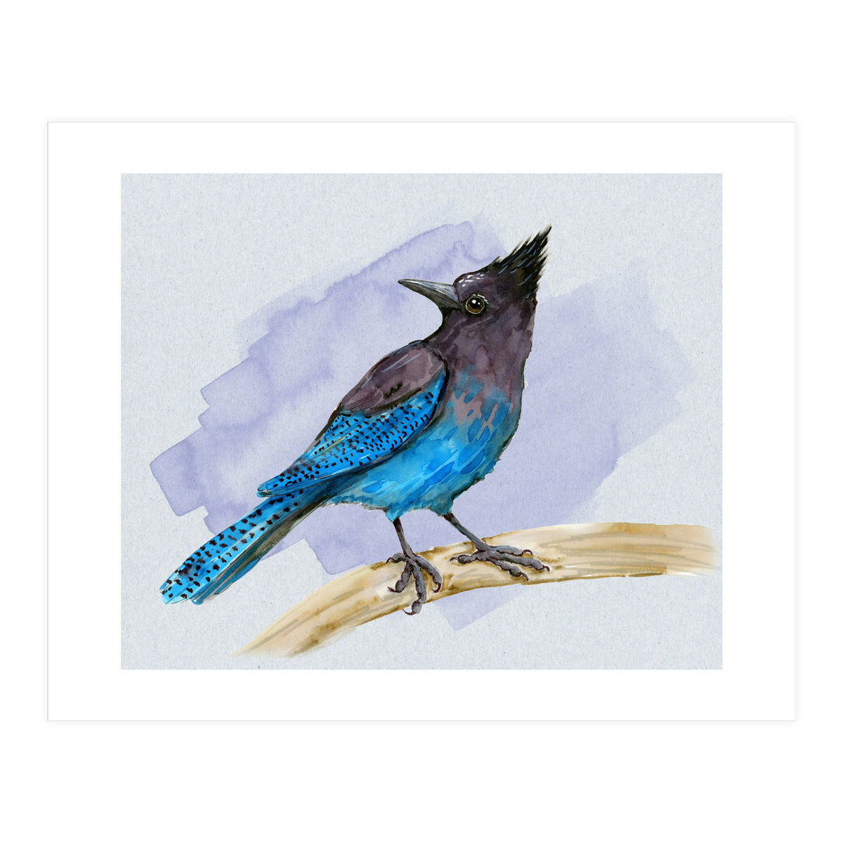 Steller's jay watercolor (Print Only)